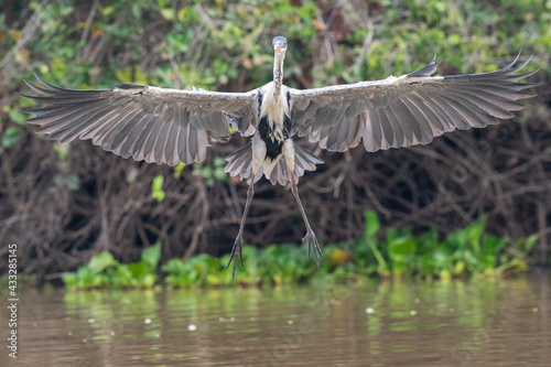 The cocoi heron (Ardea cocoi)