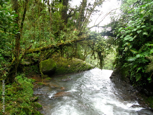 stream in the forest