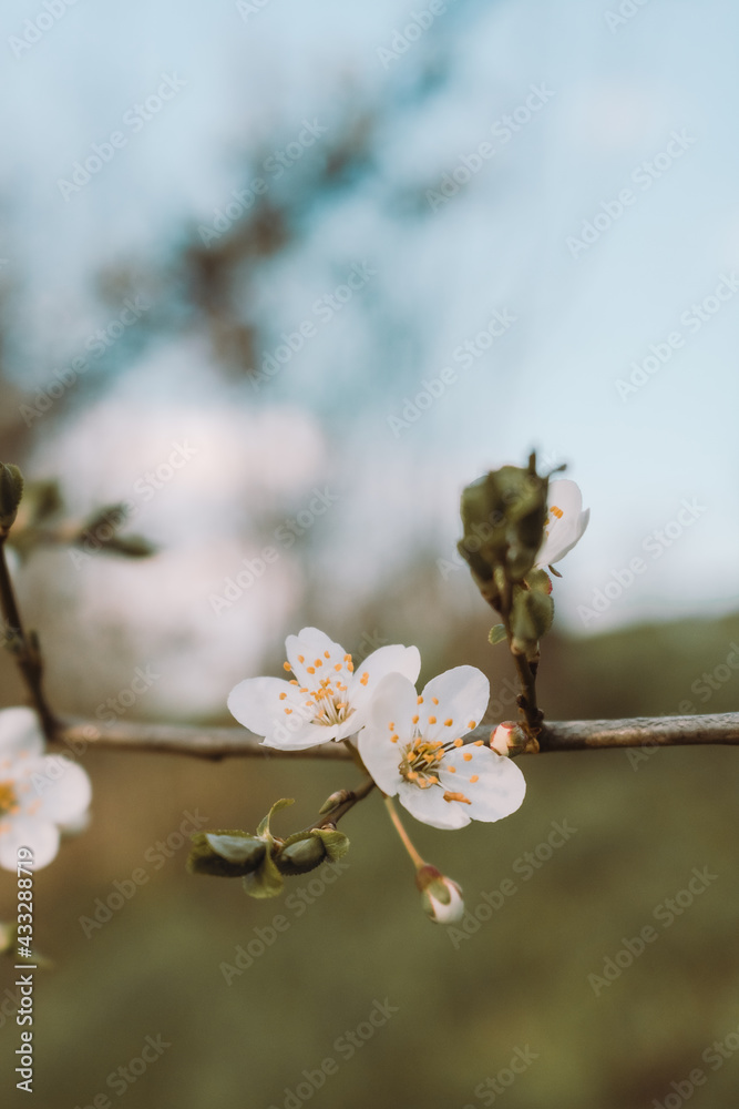 tree blossom tree blossom