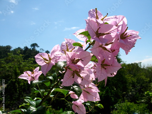 Pink flowers in the sky