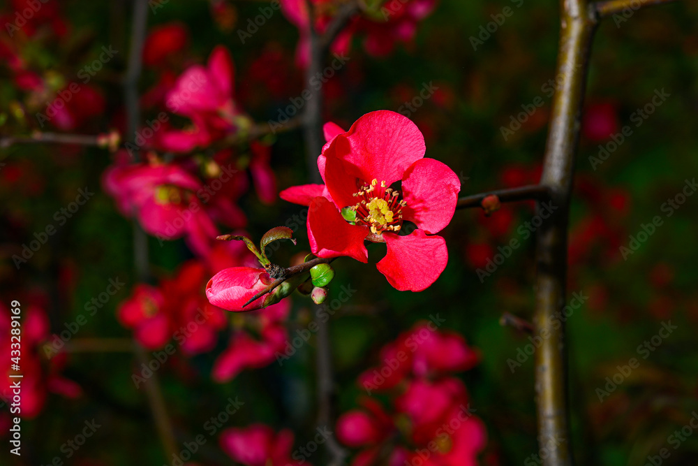 Flowers of henomeles in spring in the garden. Close-up Flowers of henomeles in spring in the garden. Close-up
