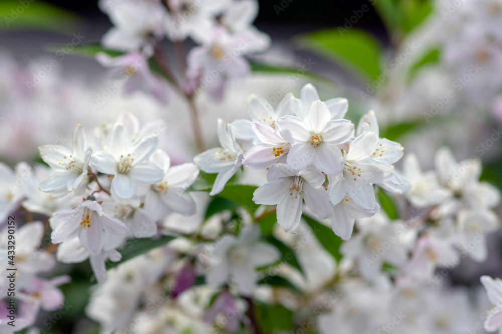 Deutzia gracilis romantic bright white flowering plant, bunch of amazing and beautiful slender flowers on shrub branches Deutzia gracilis romantic bright white flowering plant, bunch of amazing and beautiful slender flowers on shrub branches