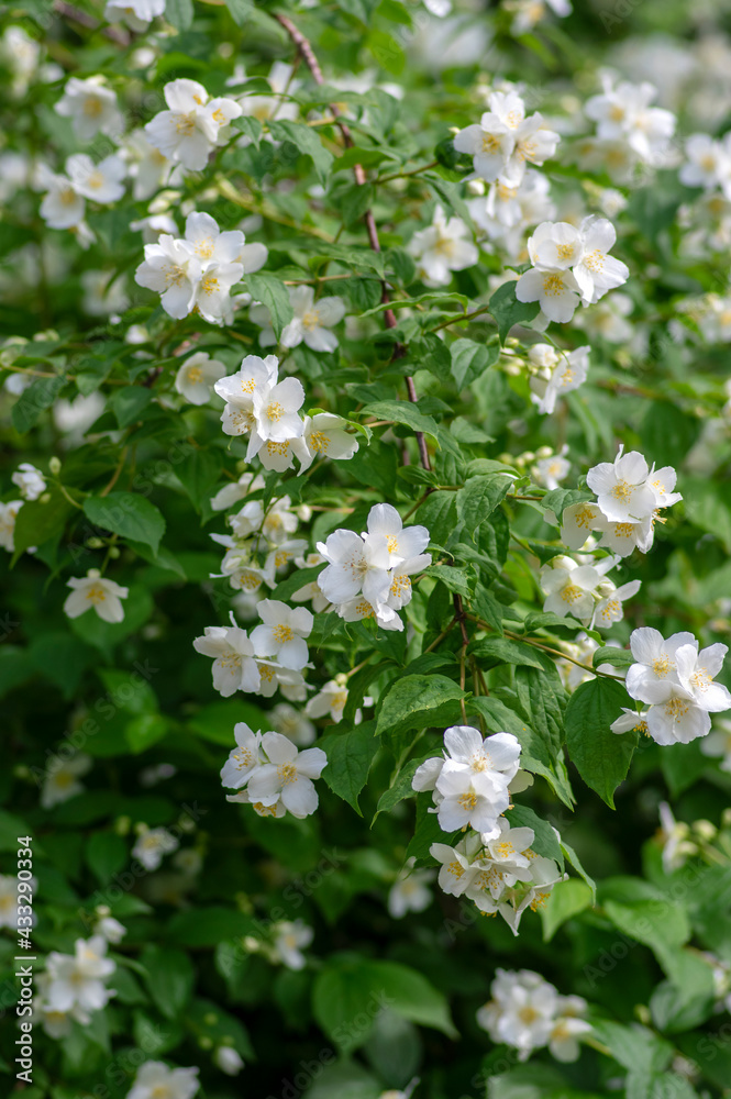 Philadelphus coronarius sweet mock-orange white flowers in bloom on shrub branches, flowering English dogwood ornamental plant Philadelphus coronarius sweet mock-orange white flowers in bloom on shrub branches, flowering English dogwood ornamental plant