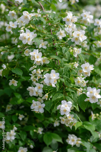 Philadelphus coronarius sweet mock-orange white flowers in bloom on shrub branches, flowering English dogwood ornamental plant