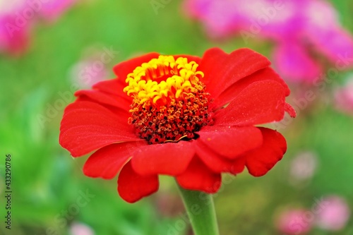 red dahlia flower