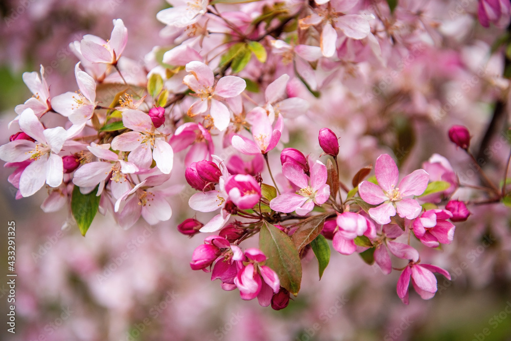 Spring pink flowers. Beautifully blossoming tree branch. Cherry - Sakura with a natural background. Spring pink flowers. Beautifully blossoming tree branch. Cherry - Sakura with a natural background.