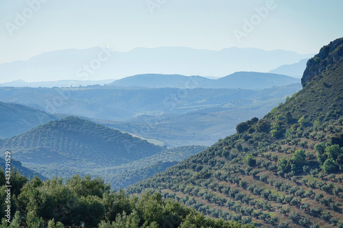 Fototapeta Naklejka Na Ścianę i Meble -  Andalusian landscape with large extensions of olive trees between hills and mountains