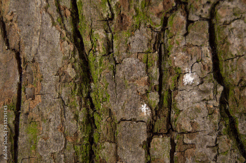 Tree bark background texture with green moss Tree bark background texture with green moss