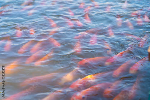 red Koi fishes swim in an open pond, red, white and orange fish in open water. fish Koi