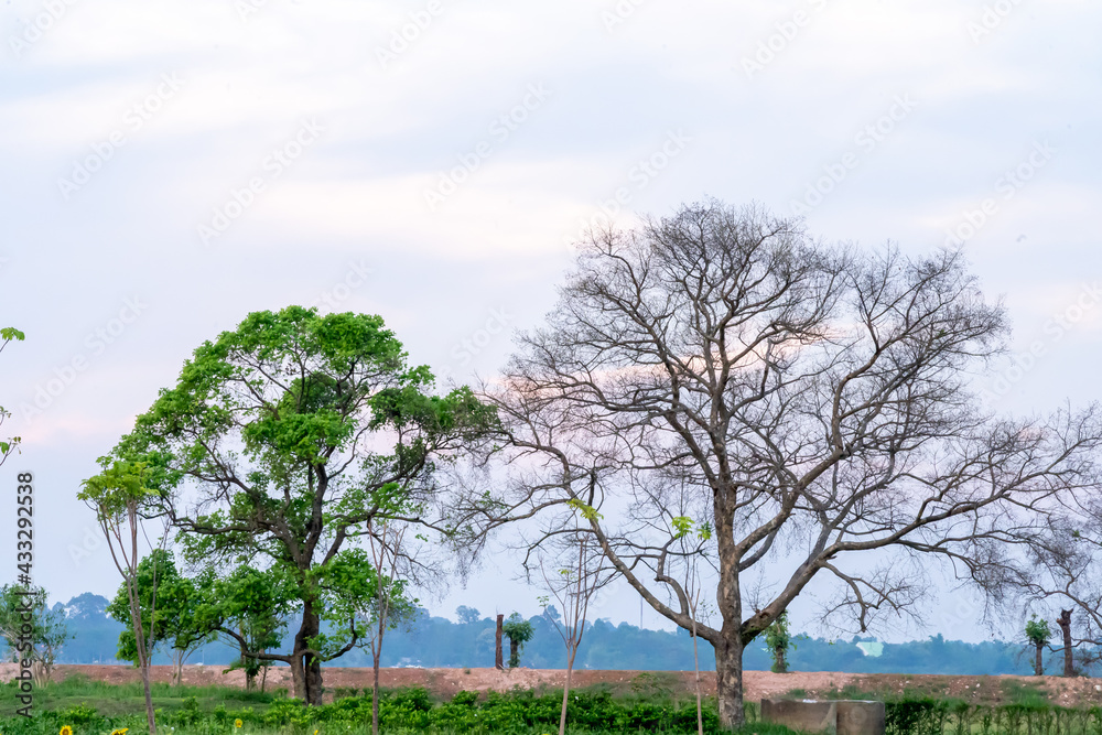 Fototapeta premium Half alive and half dead tree standing