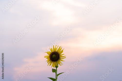 blooming sunflowers on a background sunset.