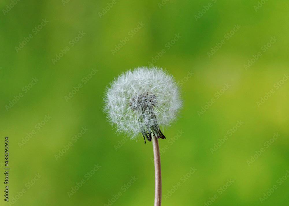 dandelion flower on black color background dandelion flower on black color background