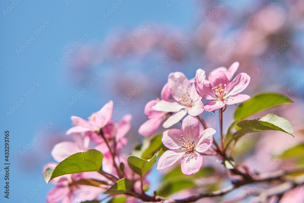 Obraz premium Flowers of a pink apple tree against a blue sky.