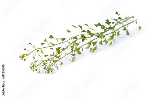 Capsella flower, Shepherd's purse, Capsella bursa-pastoris, the entire plant isolated on white background