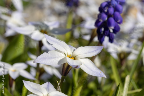 blue iris flower