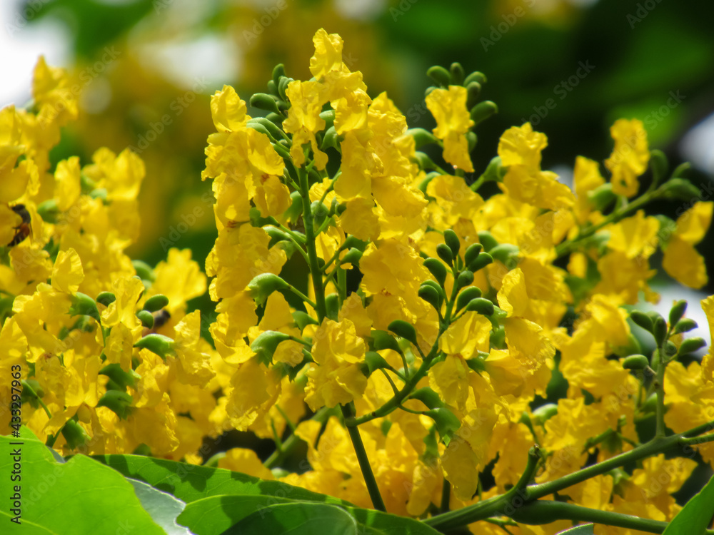 Pterocarpus indicus Willd Pterocarpus indicus Willd