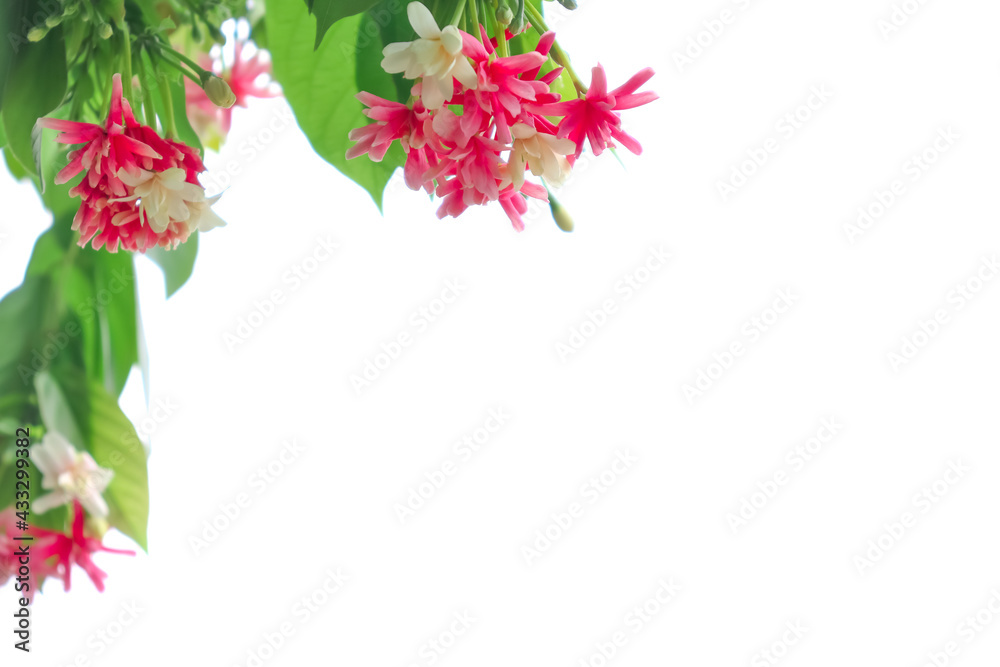 Combretum indicum flower