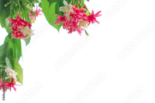 Combretum indicum flower