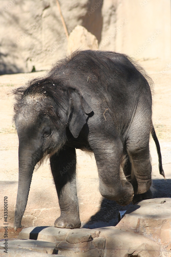 Naklejka premium Baby Elephant Calf at Zoo with Trunk in Nature Wild