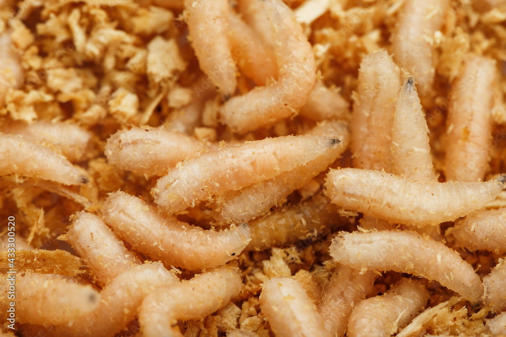 Many white blowfly larvae close-up as bait for fishing and medicine. Many white blowfly larvae close-up as bait for fishing and medicine.