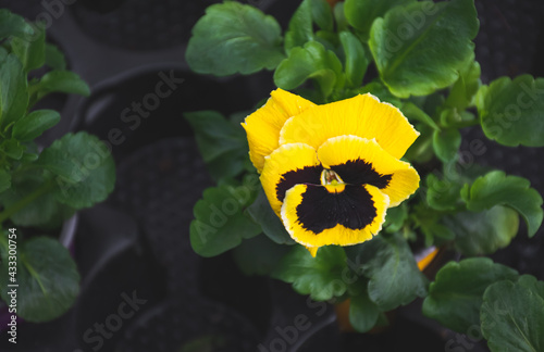 Image of bee-friendly yellow pansy flower.