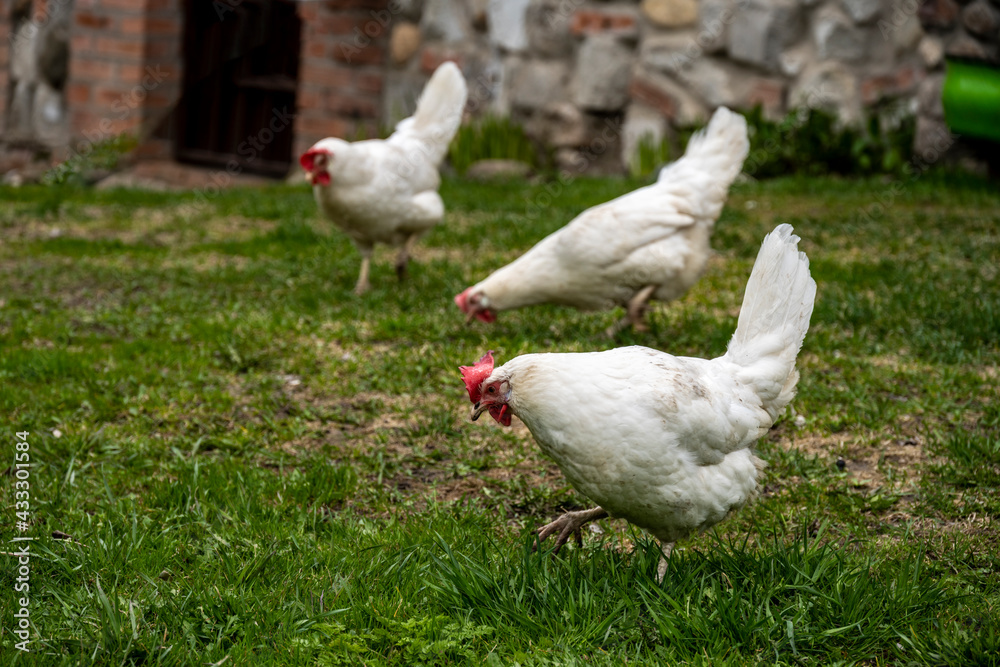 white chickens and roosters on a green lawn near an old rural house white chickens and roosters on a green lawn near an old rural house