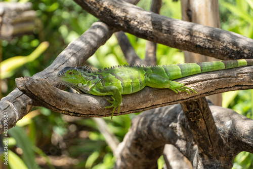 A young immature bright Green Iguana (Iguana iguana) sits on tree branch in sunshine.