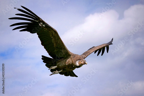 andenkondor  vultur gryphus  im flug vor blauem himmel