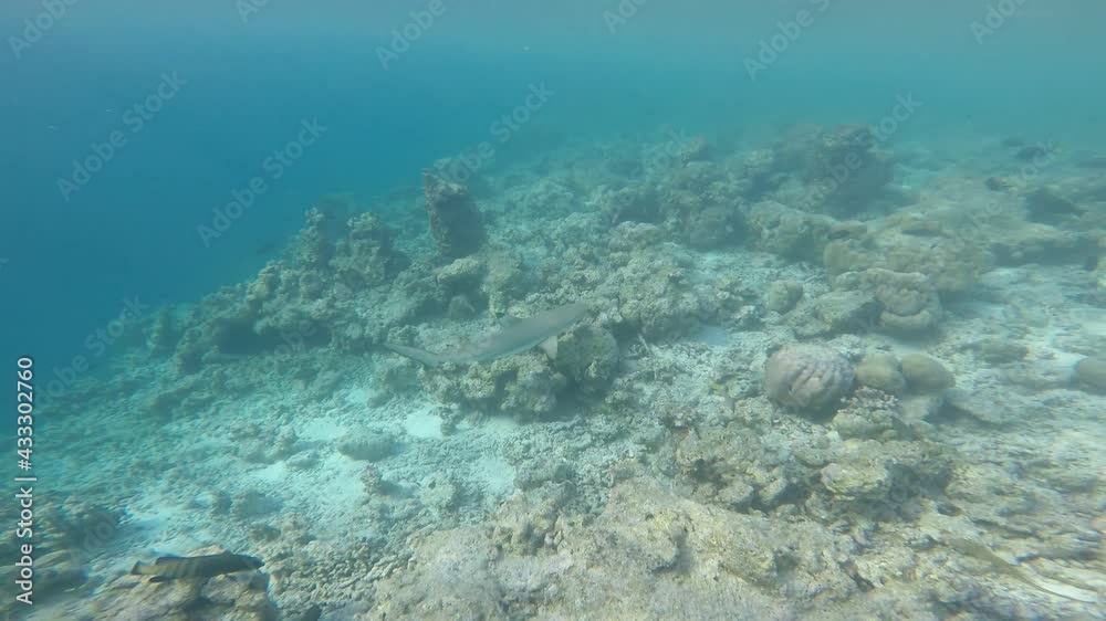black tip reef shark swimming over the coral reef black tip reef shark swimming over the coral reef