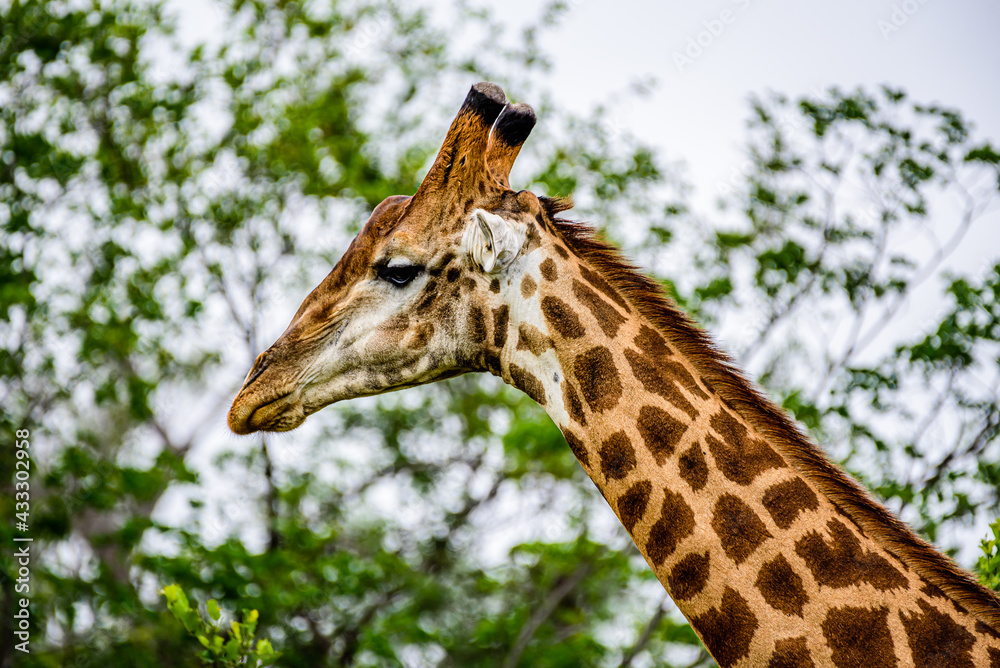 Obraz premium A head of the South African giraffe in the Kruger NP in South Africa. 