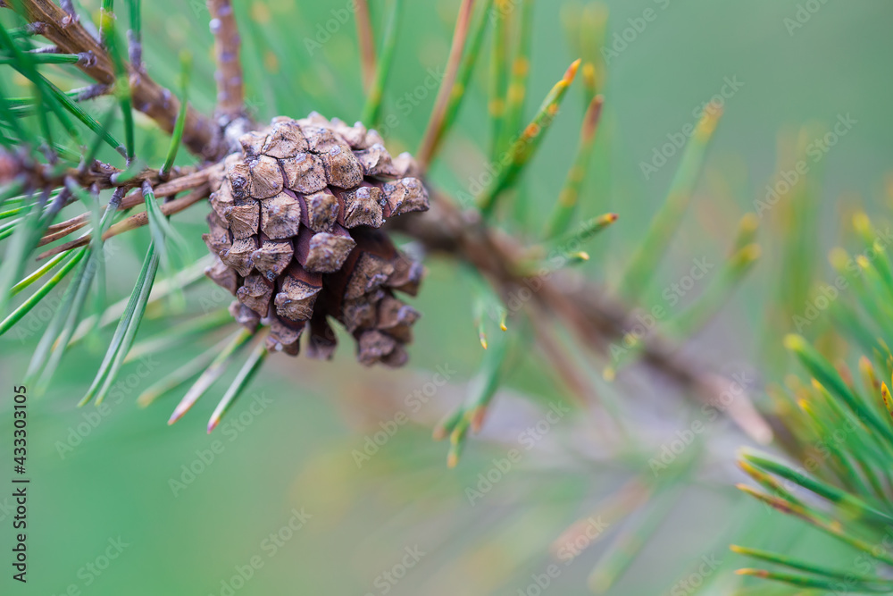 Pine cone. Close-up photo with shallow depth of field. Pine cone. Close-up photo with shallow depth of field.
