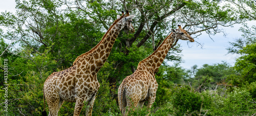 A couple of the South African giraffe in the Kruger NP in South Africa. 