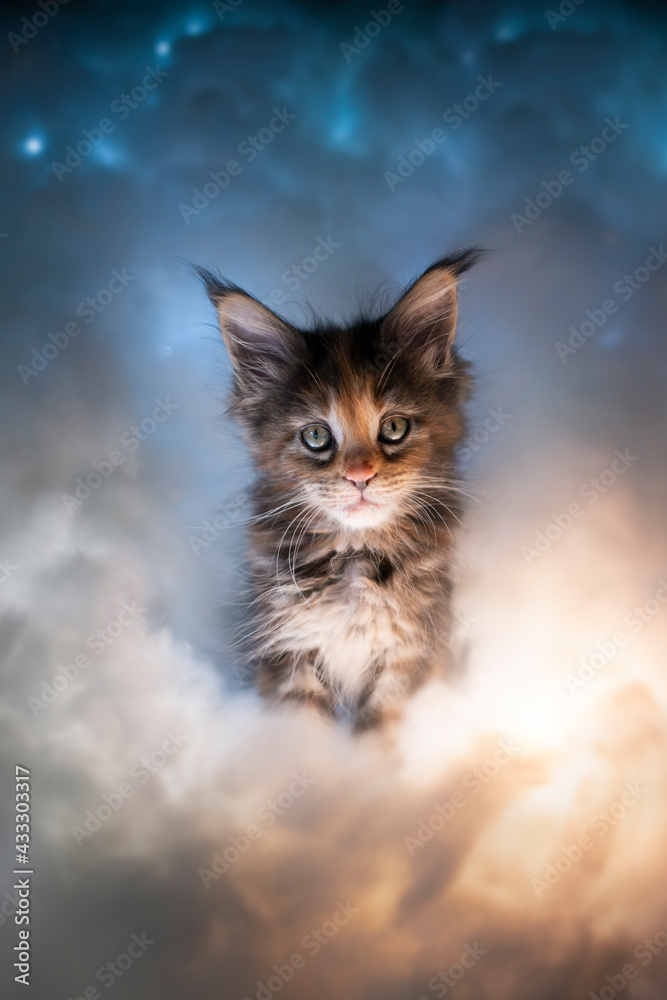 cute calico maine coon kitten portrait illuminated by colorful clouds
