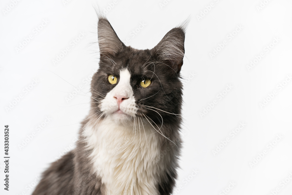 studio portrait of a beautiful gray white tuxedo maine coon cat looking to the side on white background with copy space studio portrait of a beautiful gray white tuxedo maine coon cat looking to the side on white background with copy space