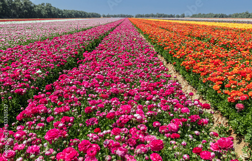 Wallpaper Mural Fields planted with colored buttercups to the horizon Torontodigital.ca