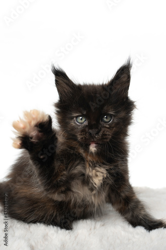black tortie maine coon kitten playing raising paw looking at camera on white background with copy space