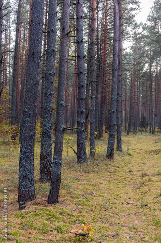 pine trunks in an autumn forest