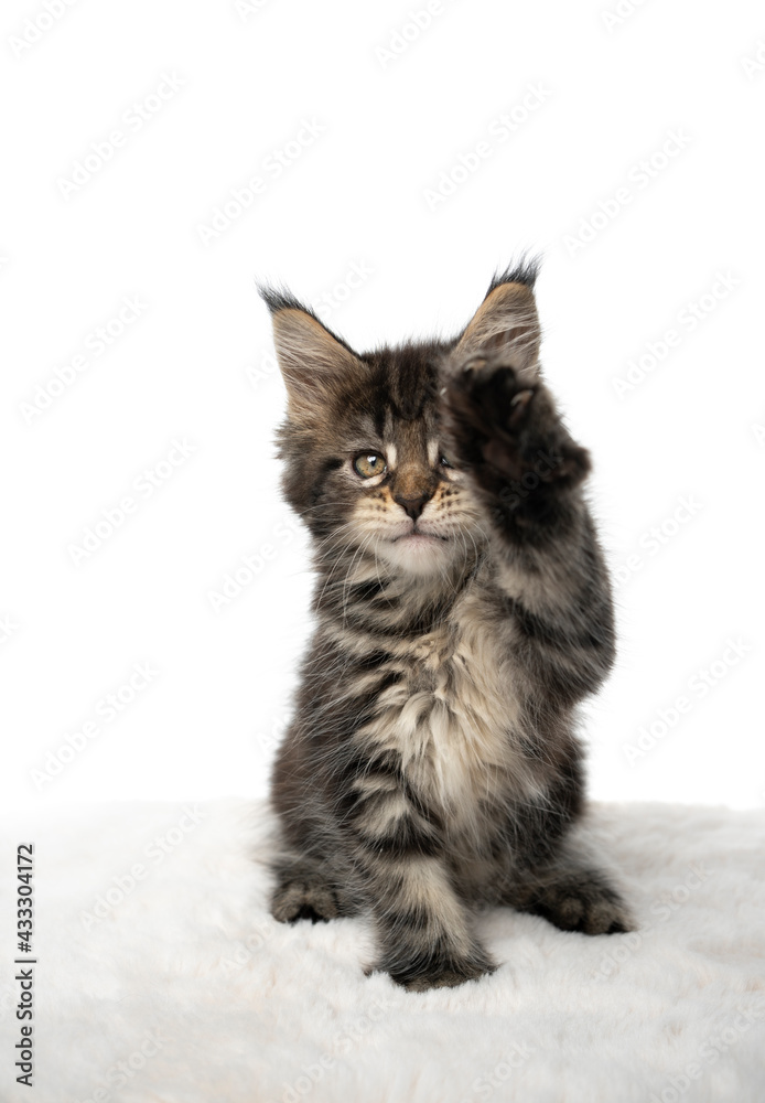 cute black tabby maine coon kitten raising paw looking at camera on white background with copy space