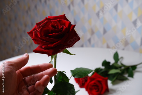 Red rose on the table