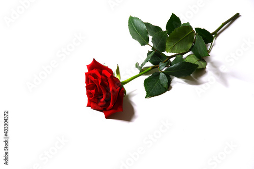 Red rose on the table