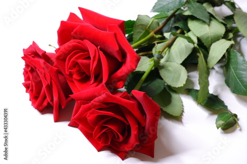 Red rose on the table