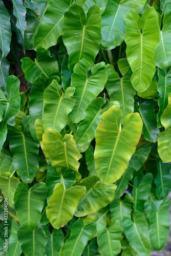 Philodendron green leaves on natural light background
