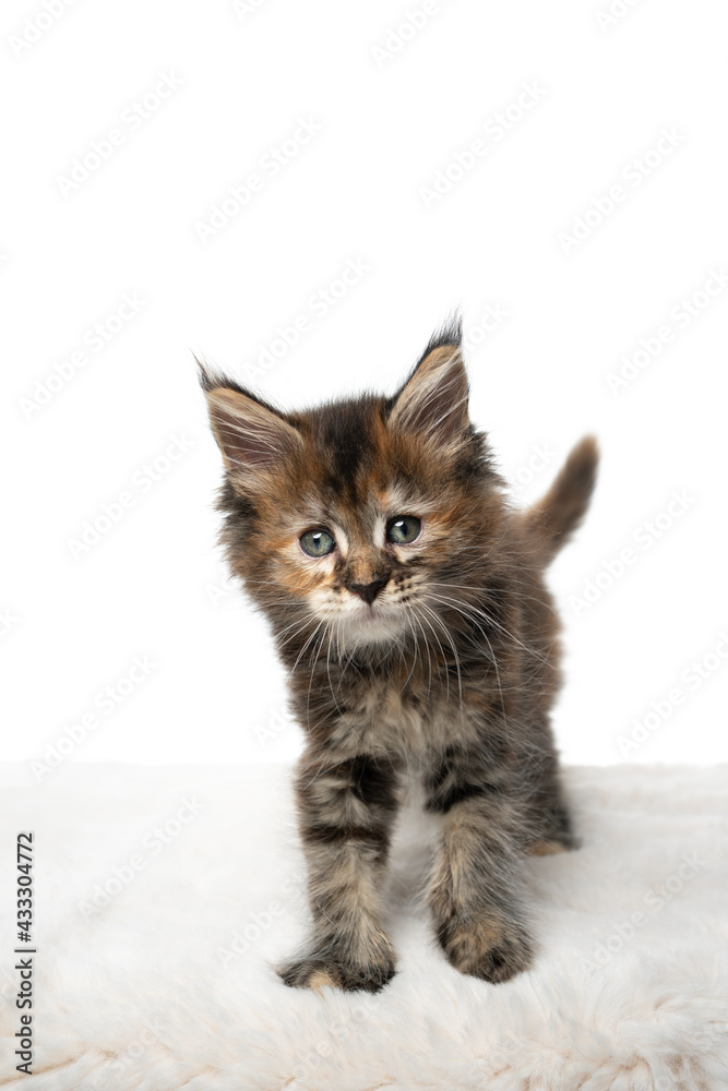 cute calico maine coon kitten standing on white fur looking at camera with copy space
