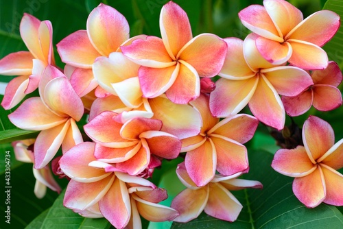 plumeria flowers and green leaves, temple tree, graveyard tree, frangipani on natural light background