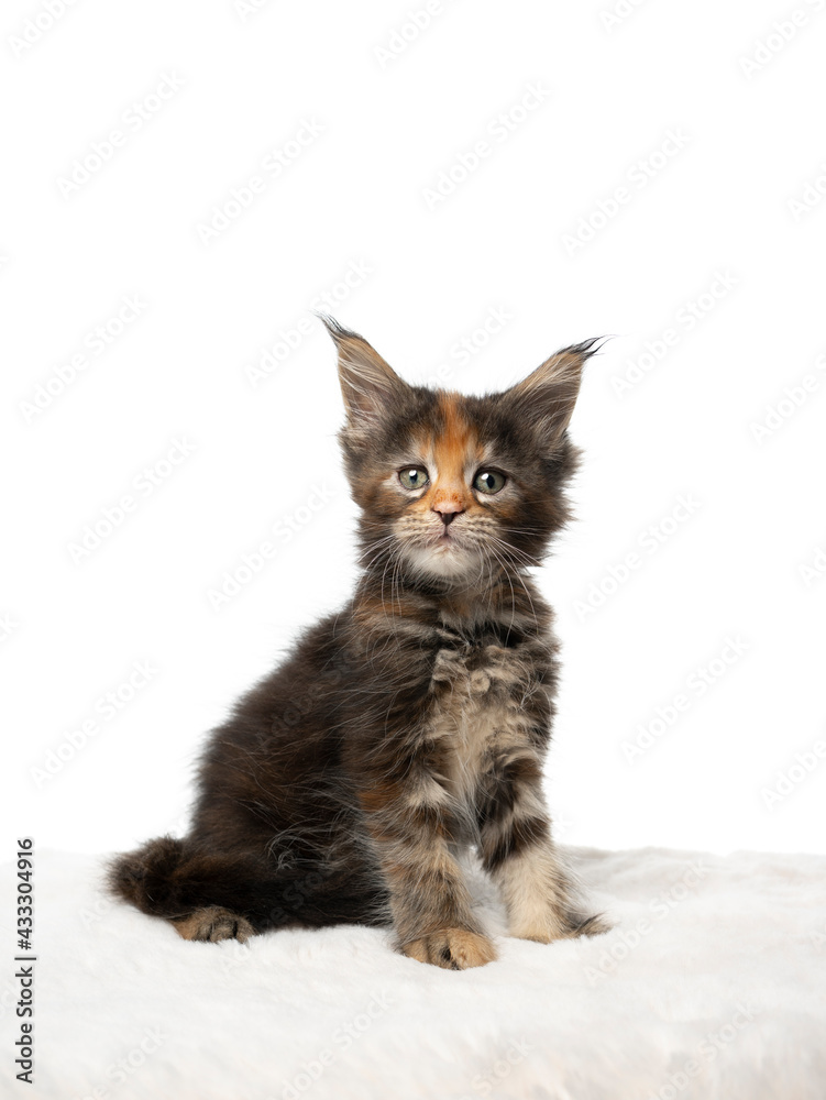 studio portrait of a cute calico maine coon kitten sitting looking at camera on white background