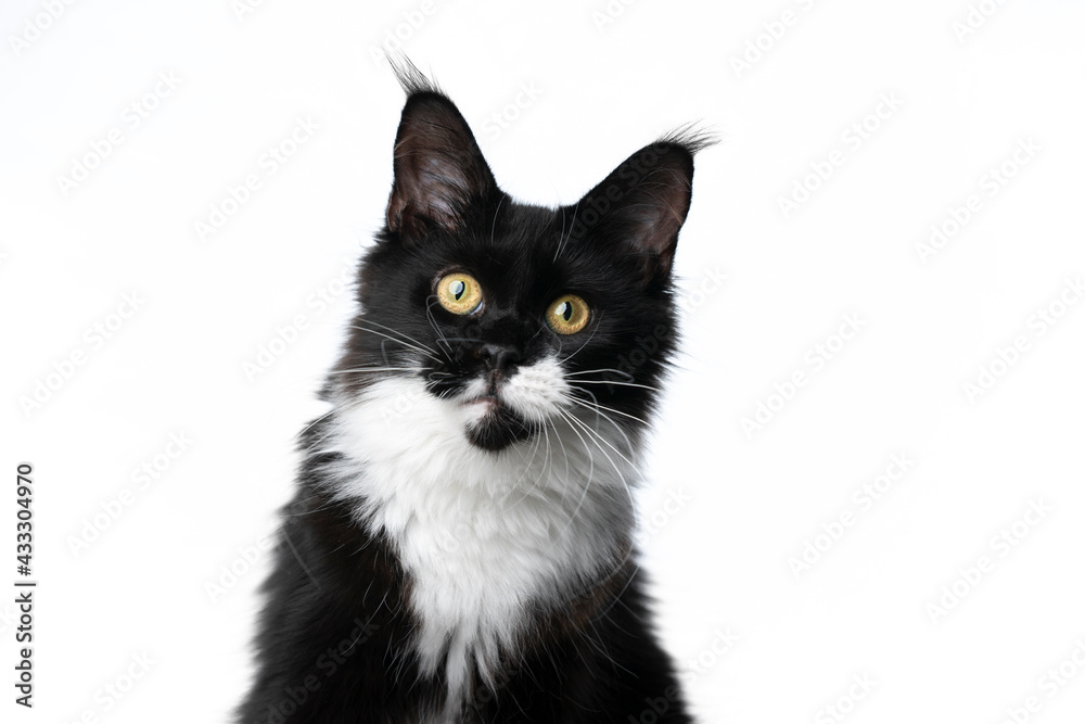 curious black and white tuxedo maine coon cat looking at camera isolated on white background