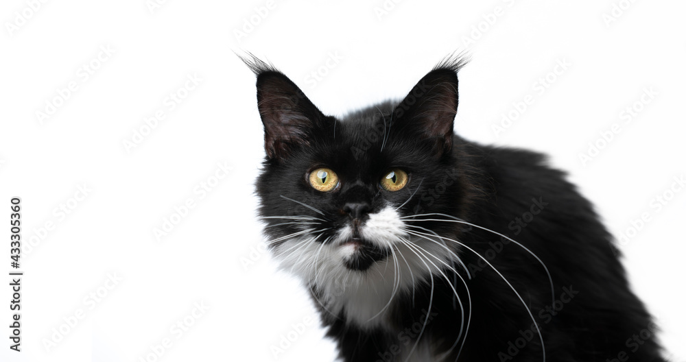 cute black and white tuxedo maine coon cat looking at camera curiously or shocked isolated on white background