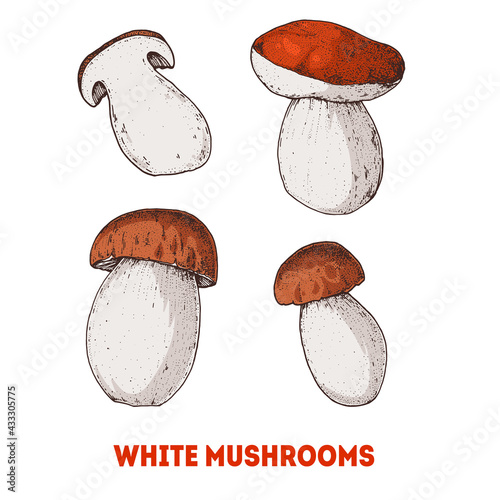 White mushroom hand drawn. Boletus Mushroom vector illustration. Organic healthy food. Great for packaging design.