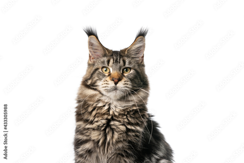 beautiful tabby maine coon cat portrait looking at camera on white background with copy space beautiful tabby maine coon cat portrait looking at camera on white background with copy space