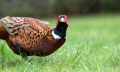Pheasant looking into the camera